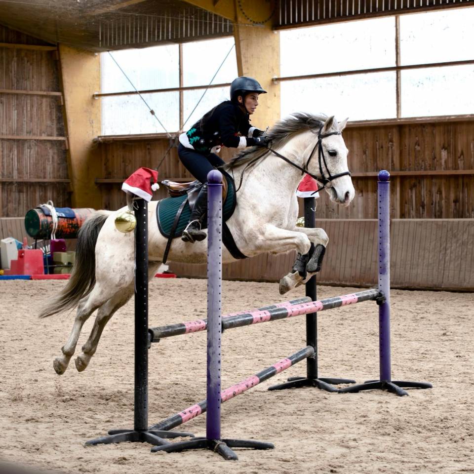 Castrone Origine non conosciuta  In vendita 2015 Grigio ,  alibi du ronval