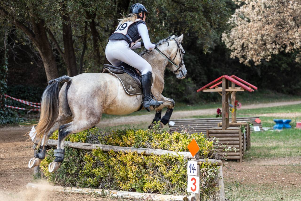 Castrone Origine non conosciuta  In vendita 2015 Grigio ,  alibi du ronval