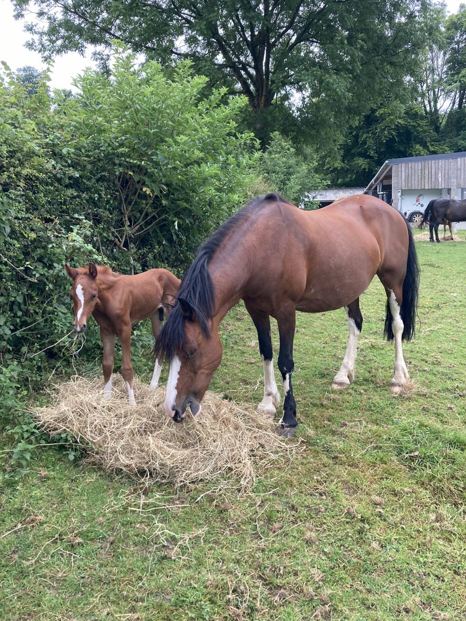 Castrone PFS Pony Francese da Sella In vendita 2024 Sauro ,  JUMANGI DE LA POTERIE