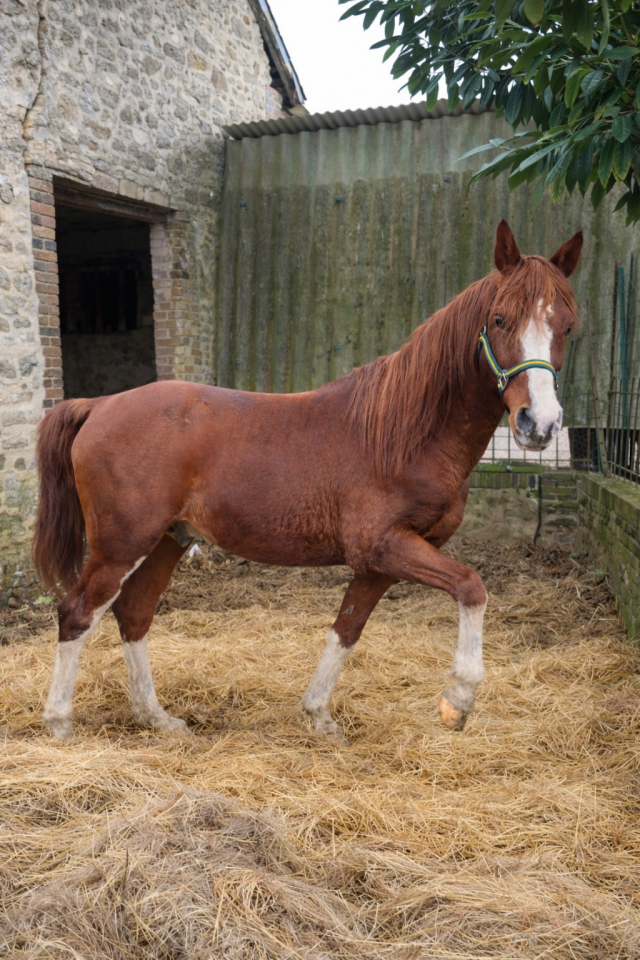 Stallone Arabo In vendita 2012 Sauro