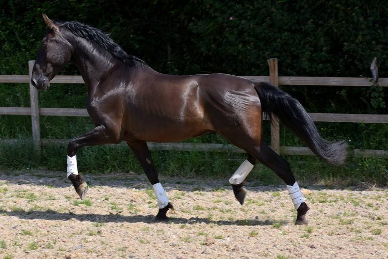 Hermes Zabaloa - PRE Andaluso 2017 ,  ANDALUZ MANGO II