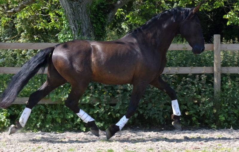 Hermes Zabaloa - PRE Andaluso 2017 ,  ANDALUZ MANGO II