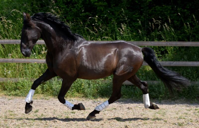 Hermes Zabaloa - PRE Andaluso 2017 ,  ANDALUZ MANGO II