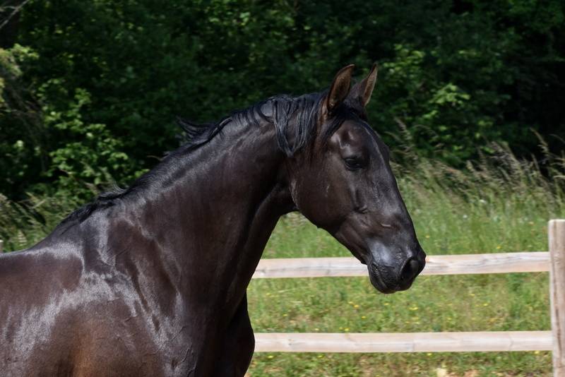 Hermes Zabaloa - PRE Andaluso 2017 ,  ANDALUZ MANGO II