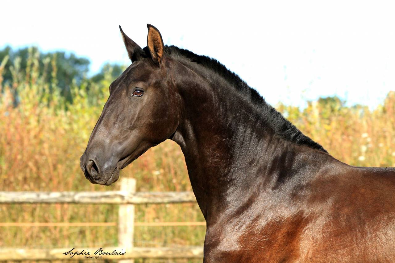 Hermes Zabaloa - PRE Andaluso 2017 ,  ANDALUZ MANGO II