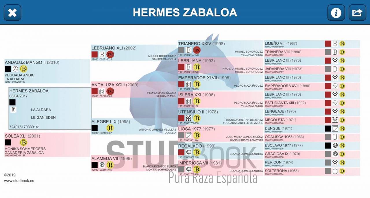 Hermes Zabaloa - PRE Andaluso 2017 ,  ANDALUZ MANGO II