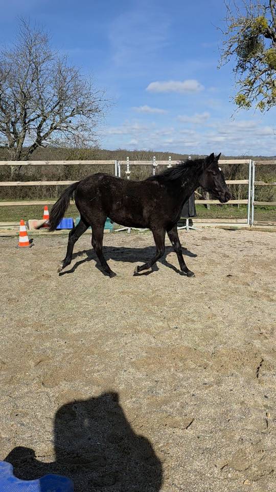 Puledra Origine non conosciuta  In vendita 2025 Nero