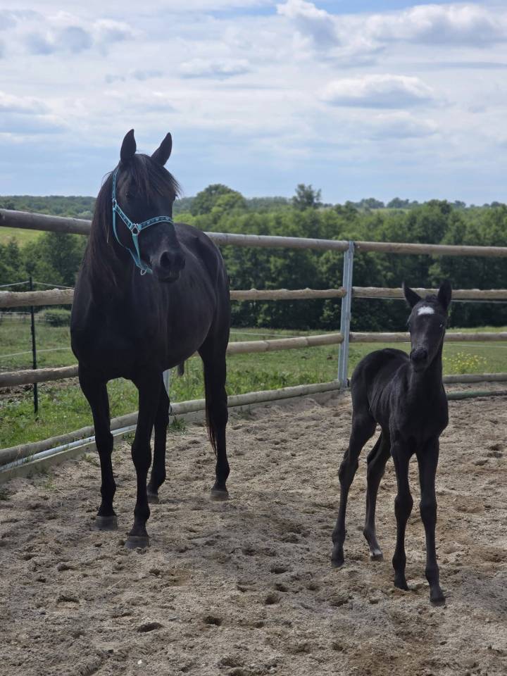 Puledra Origine non conosciuta  In vendita 2025 Nero