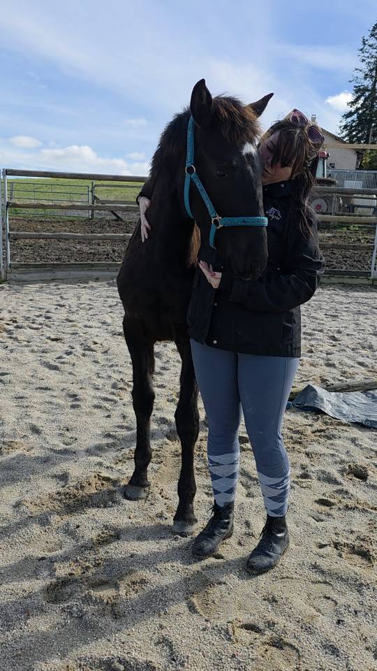 Puledra Origine non conosciuta  In vendita 2025 Baio