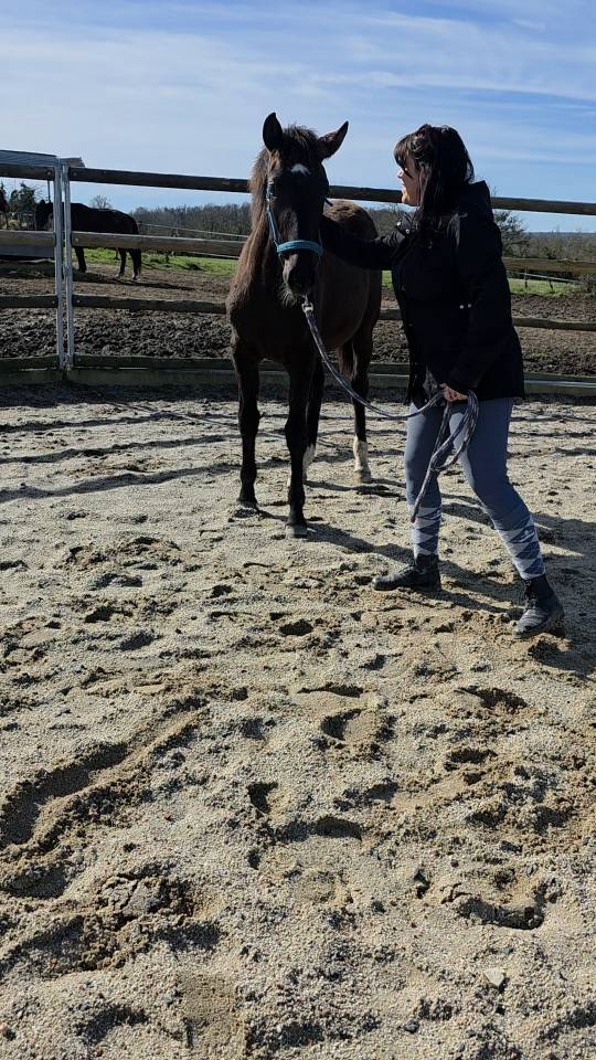 Puledra Origine non conosciuta  In vendita 2025 Baio