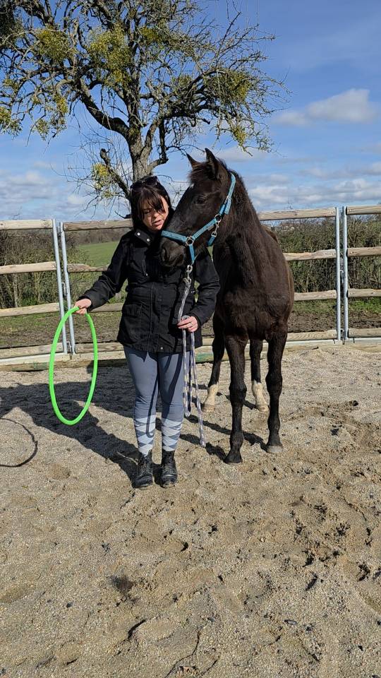 Puledra Origine non conosciuta  In vendita 2025 Baio