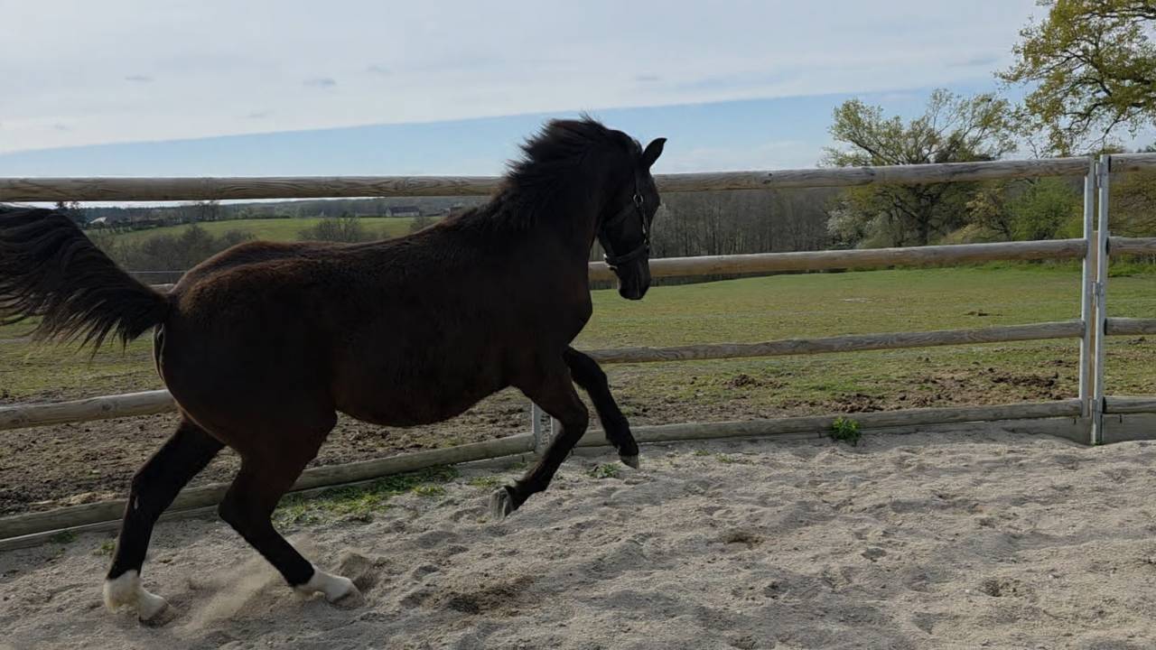 Puledra Origine non conosciuta  In vendita 2025 Baio