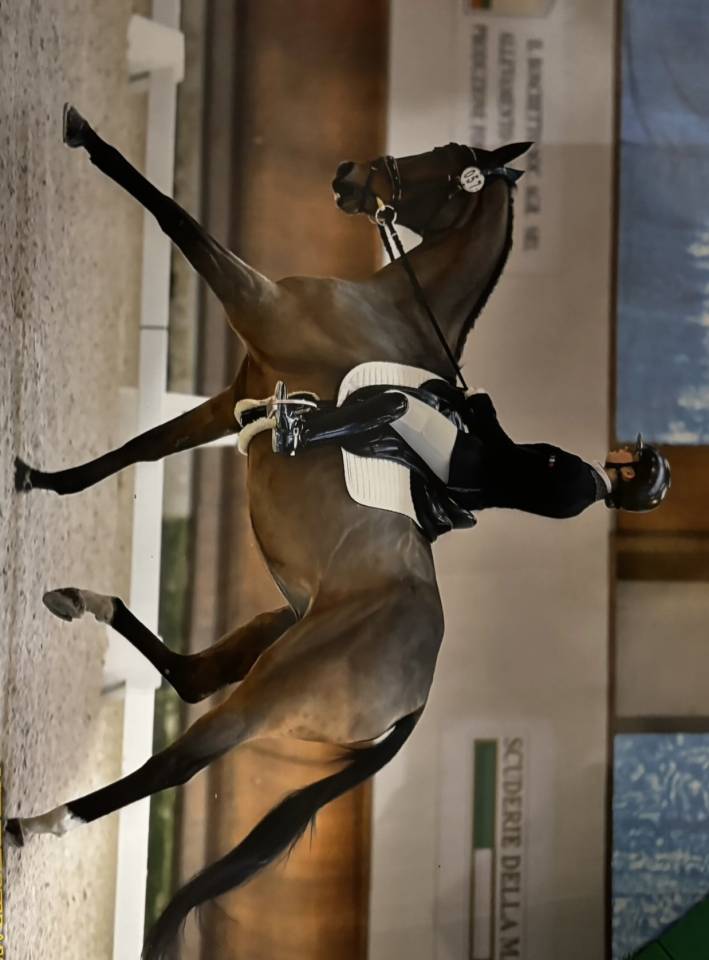 purosangue francese da completo 