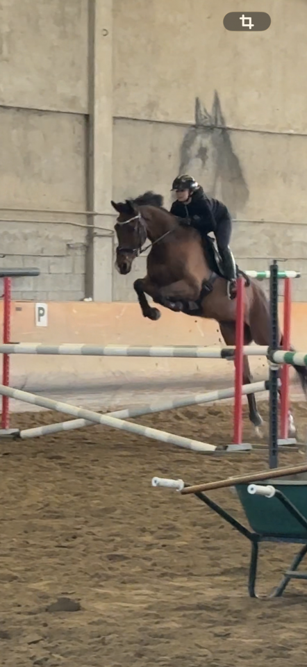 purosangue francese da completo 