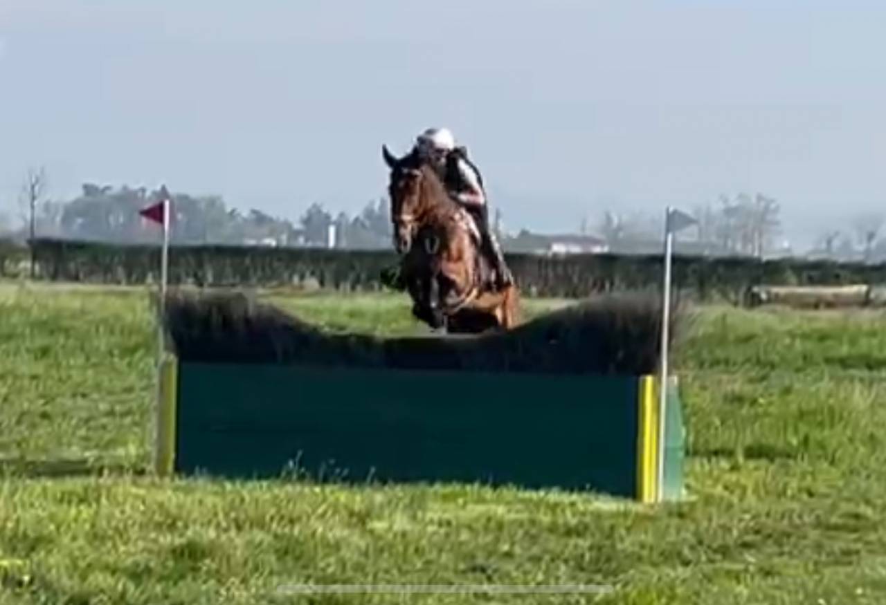 purosangue francese da completo 