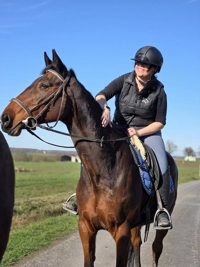 Cavalla Sella Francese In vendita 2008 Baio