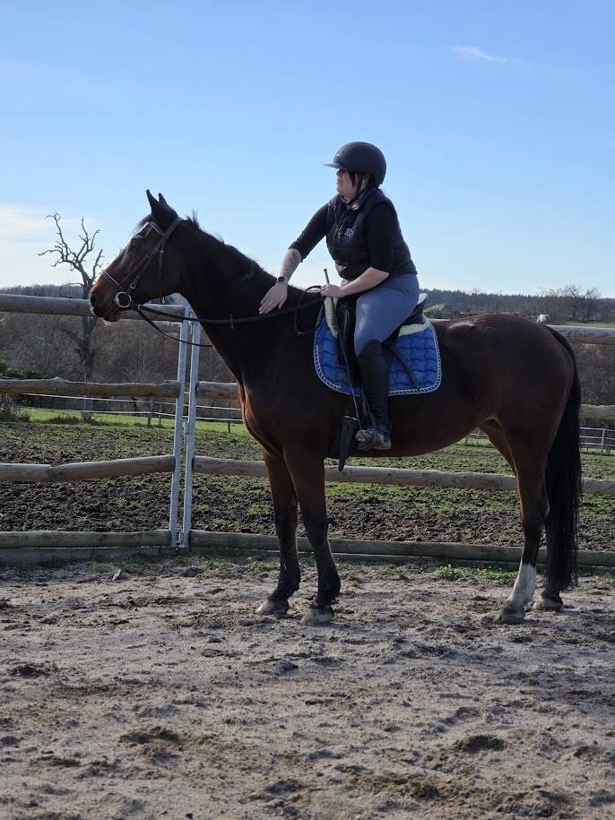 Cavalla Sella Francese In vendita 2008 Baio