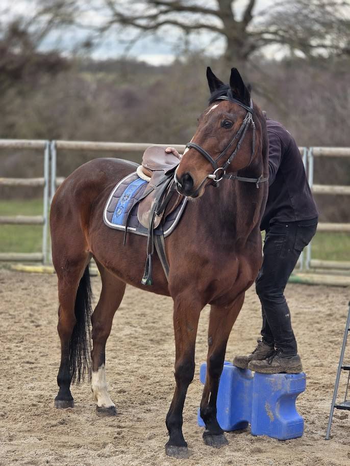 Cavalla Sella Francese In vendita 2008 Baio