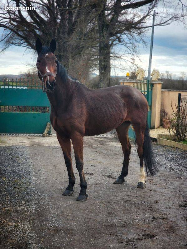 Cavalla Sella Francese In vendita 2008 Baio