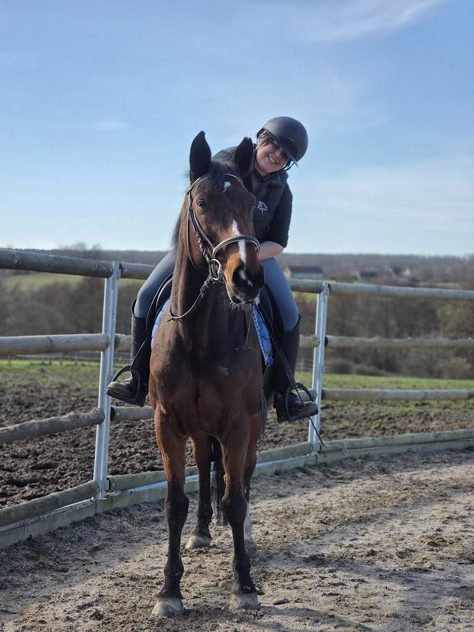 Cavalla Sella Francese In vendita 2008 Baio