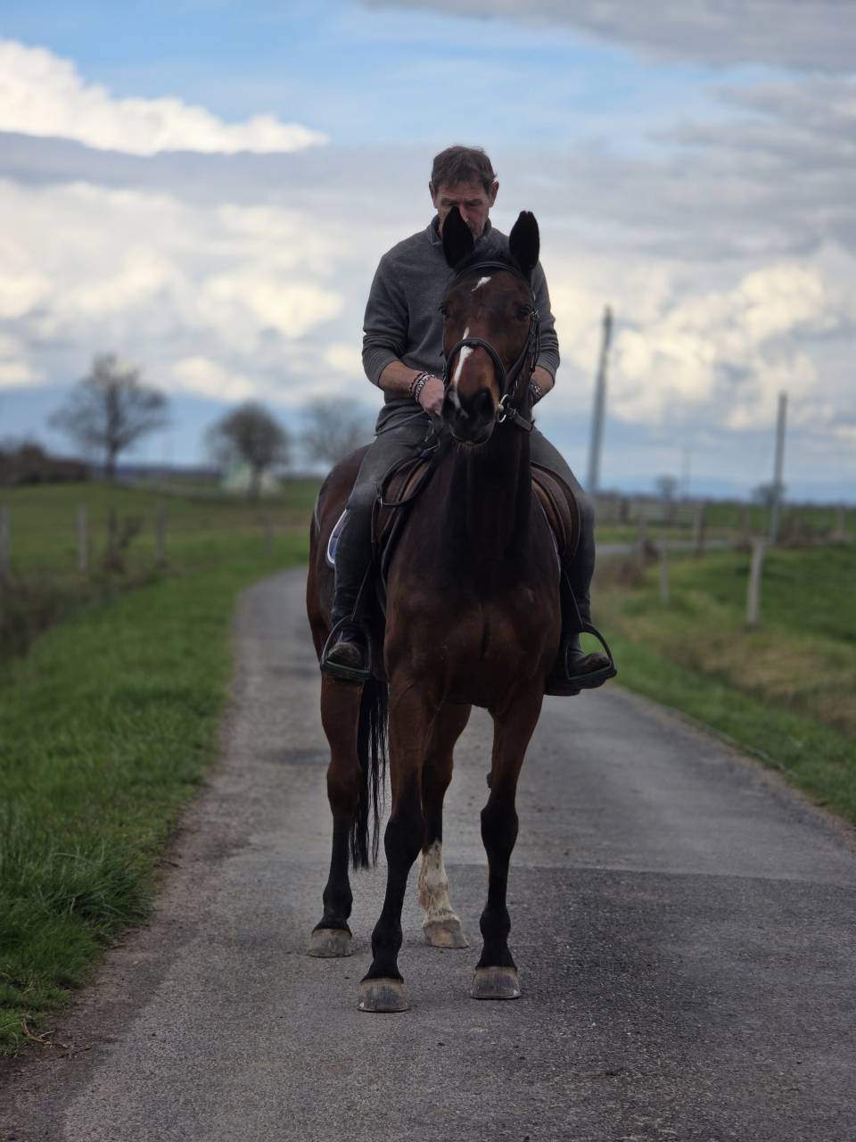 Cavalla Sella Francese In vendita 2008 Baio