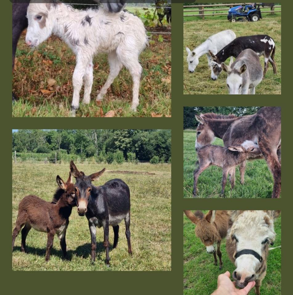 Asno Miniature In vendita 2025 Baio