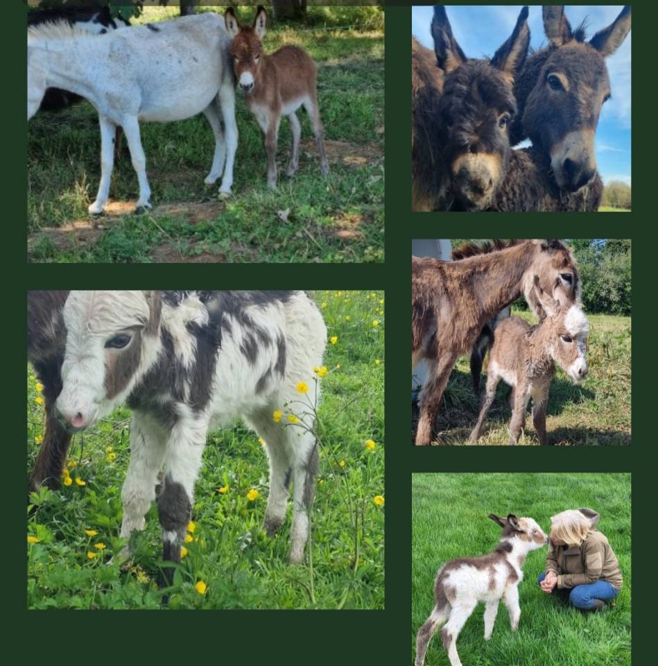 Asno Miniature In vendita 2025 Baio