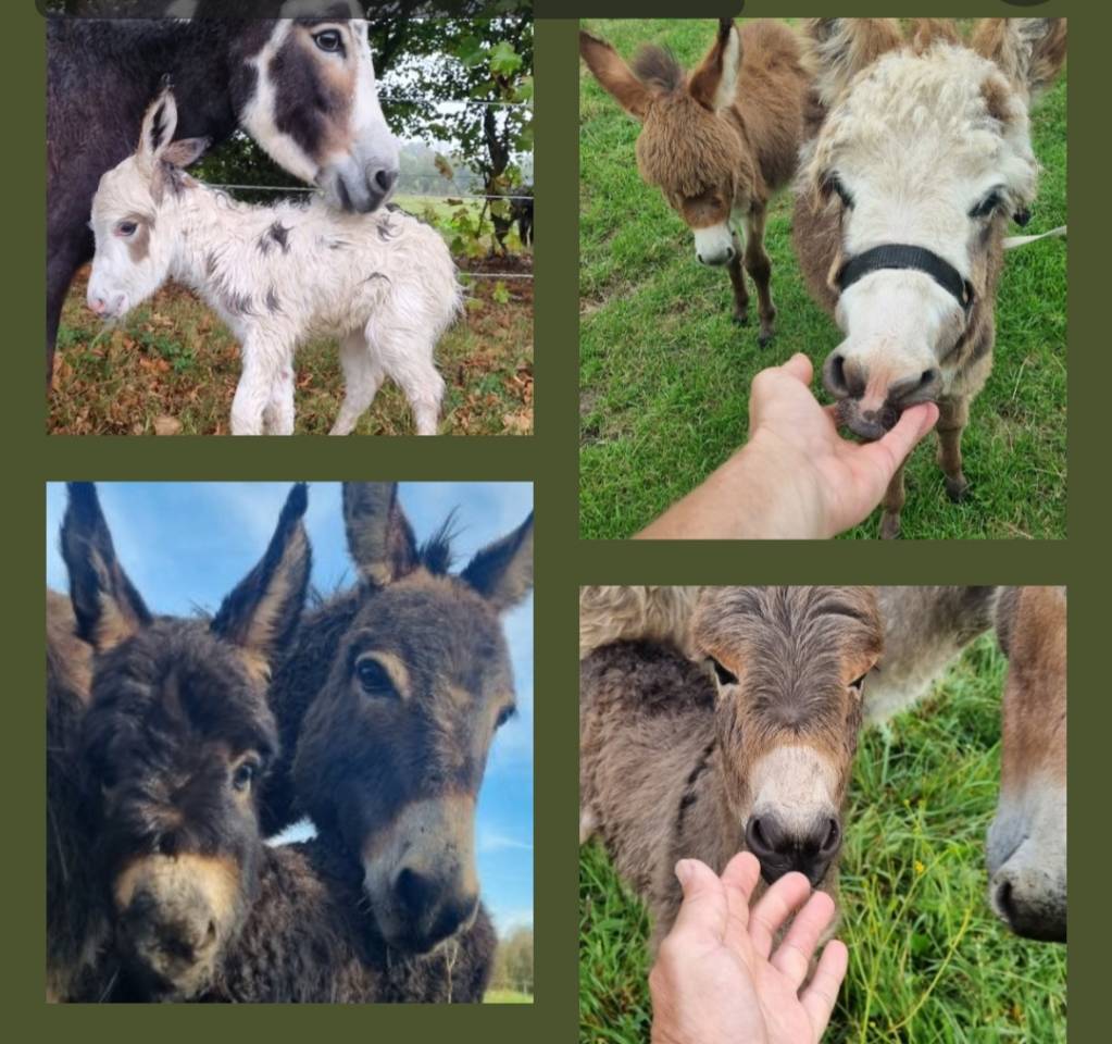 Asno Miniature In vendita 2025 Baio