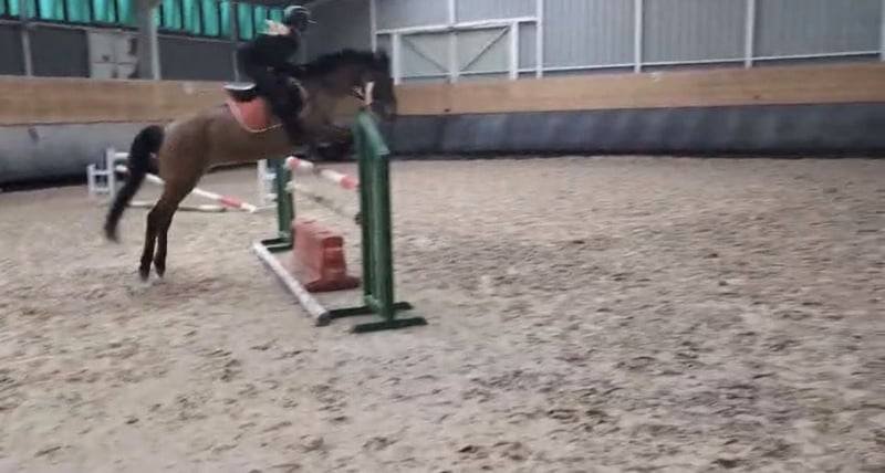 Cavalla Origine Non Constatata In vendita 2012 Baio