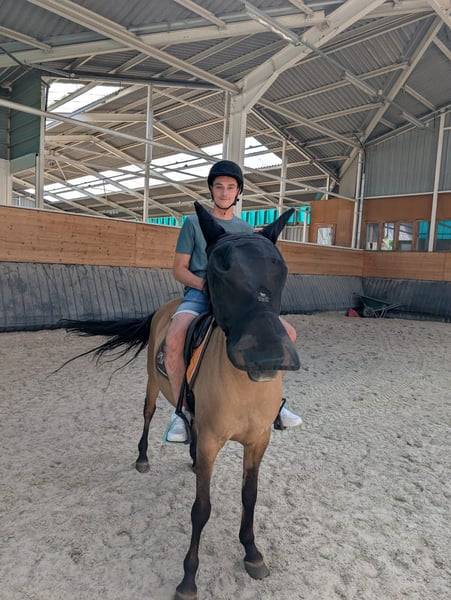 Cavalla Origine Non Constatata In vendita 2012 Baio