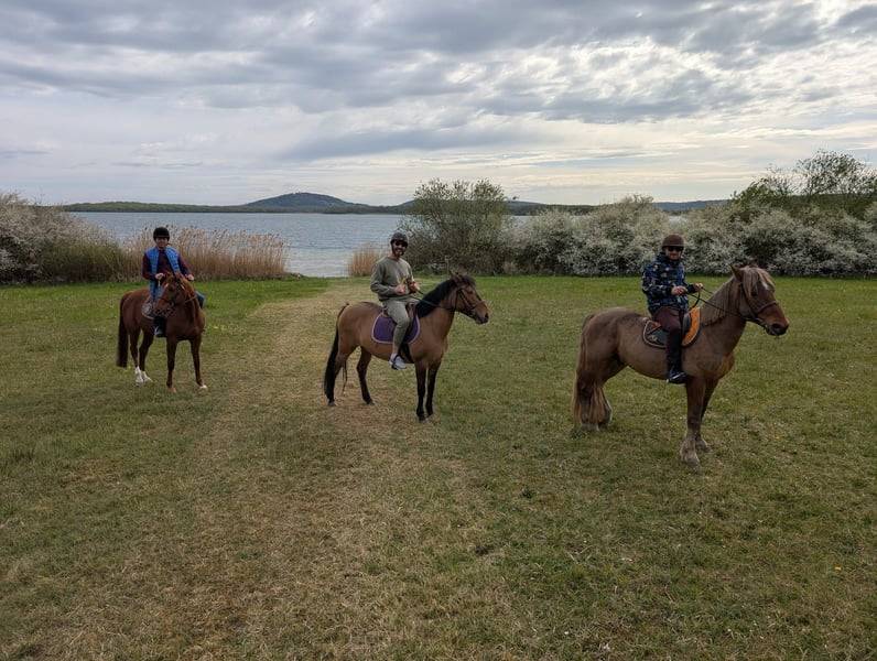 Cavalla Origine Non Constatata In vendita 2012 Baio