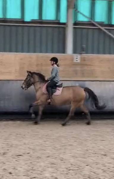 Cavalla Origine Non Constatata In vendita 2012 Baio