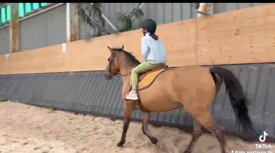 Cavalla Origine Non Constatata In vendita 2012 Baio