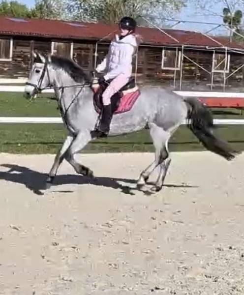 Castrone Connemara In vendita 2022 Grigio ,  Killaloe Buachaill Mor