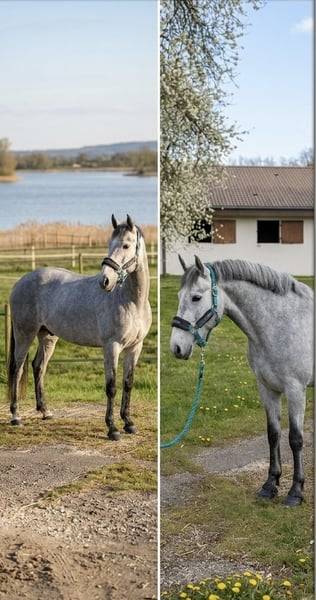 Castrone Connemara In vendita 2022 Grigio ,  Killaloe Buachaill Mor