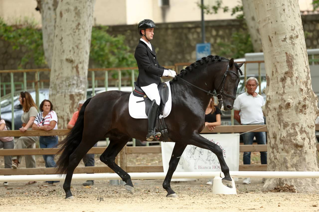 Jango NP - PRE Andaluso 2017 ,  INTIMO SALVATELLA