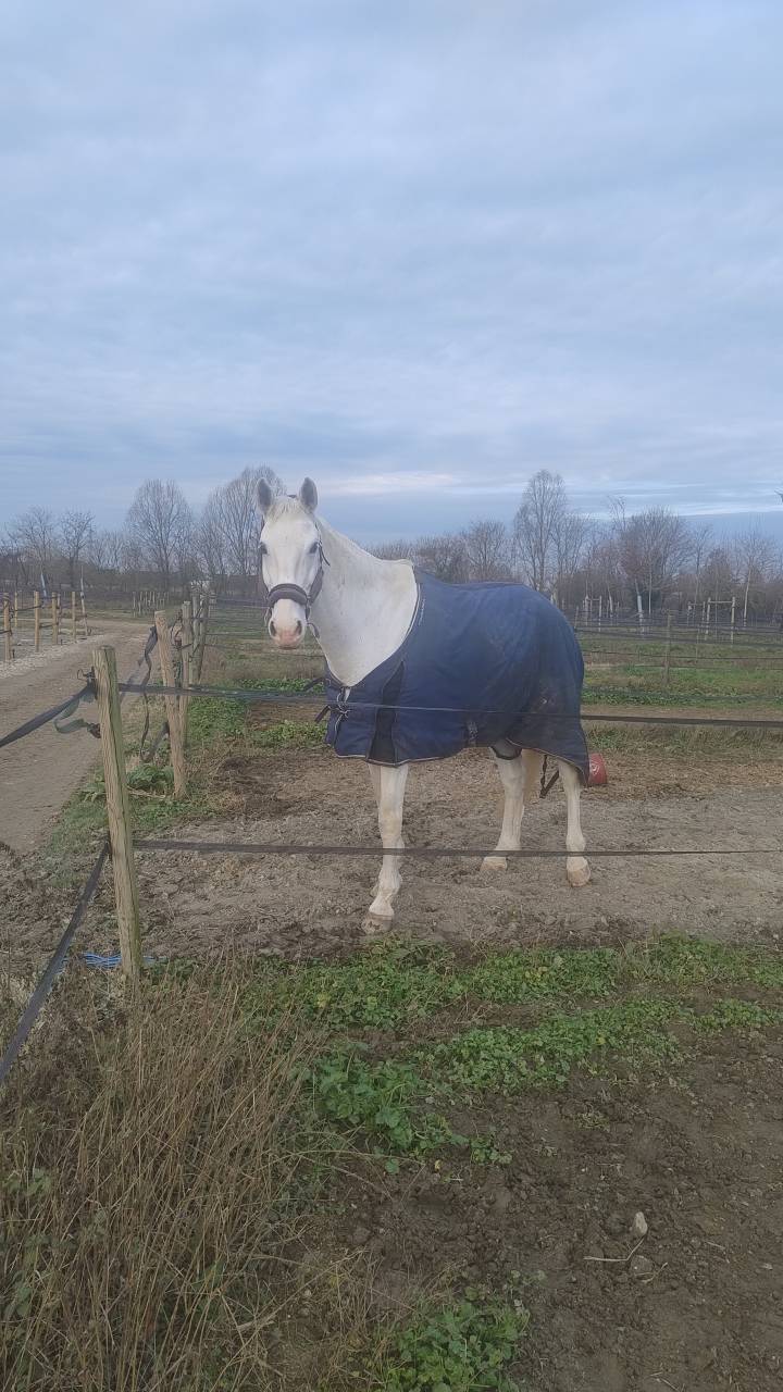 Diadem cavallo salto ostacoli 