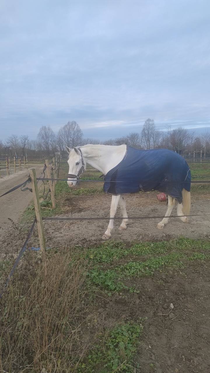 Diadem cavallo salto ostacoli 
