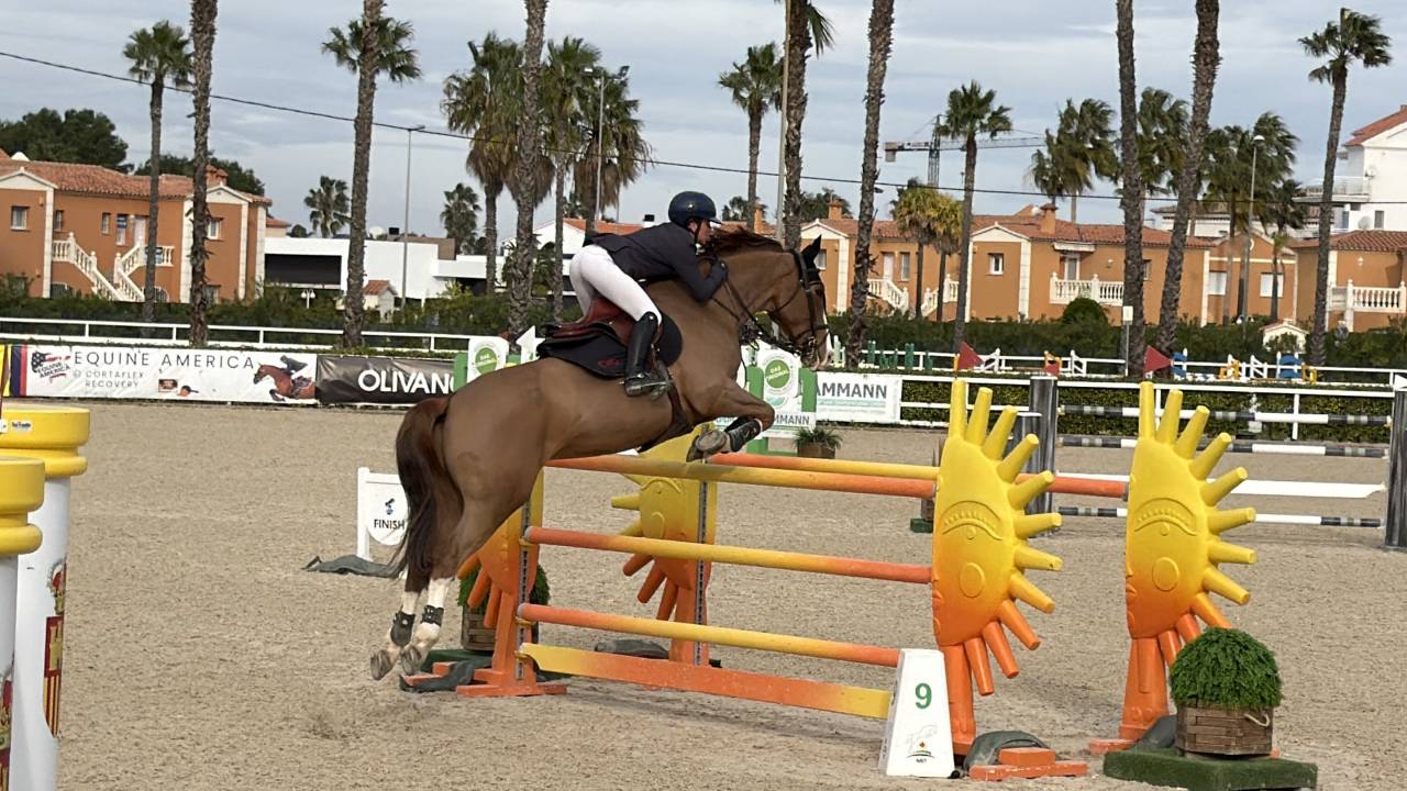 Castrone Sella Francese In vendita 2017 Sauro ,  CANDY DE NANTUEL