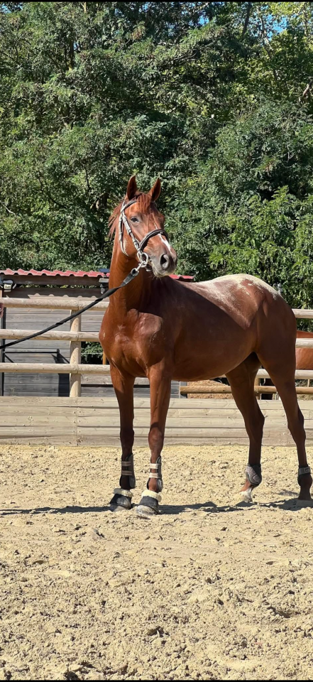 Cavalla Sella Francese In vendita 2021 Sauro ,  MYLORD CARTHAGO