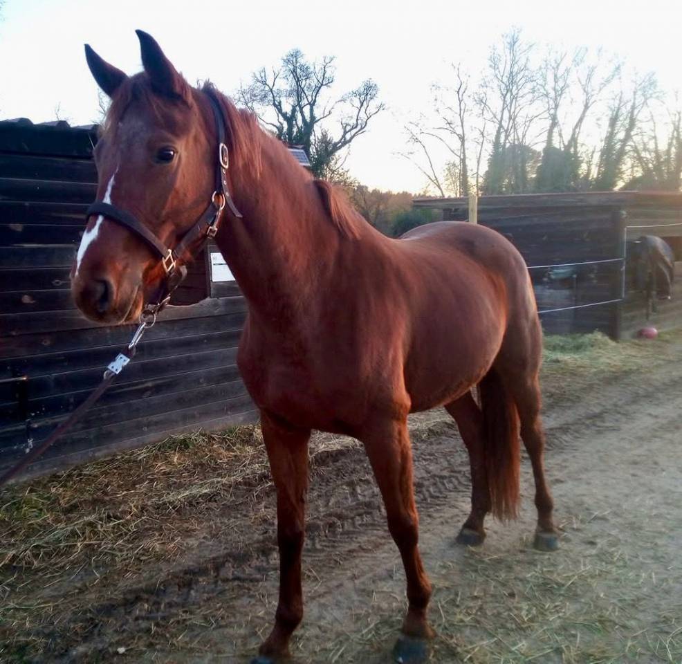 Cavalla Sella Francese In vendita 2021 Sauro ,  MYLORD CARTHAGO