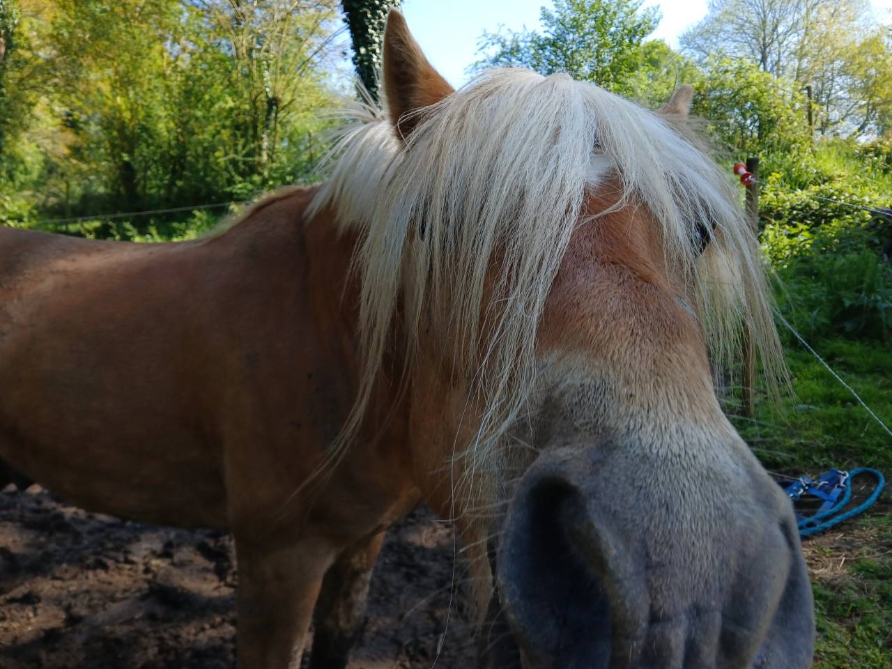 Stallone Haflinger In vendita 2022 Sauro