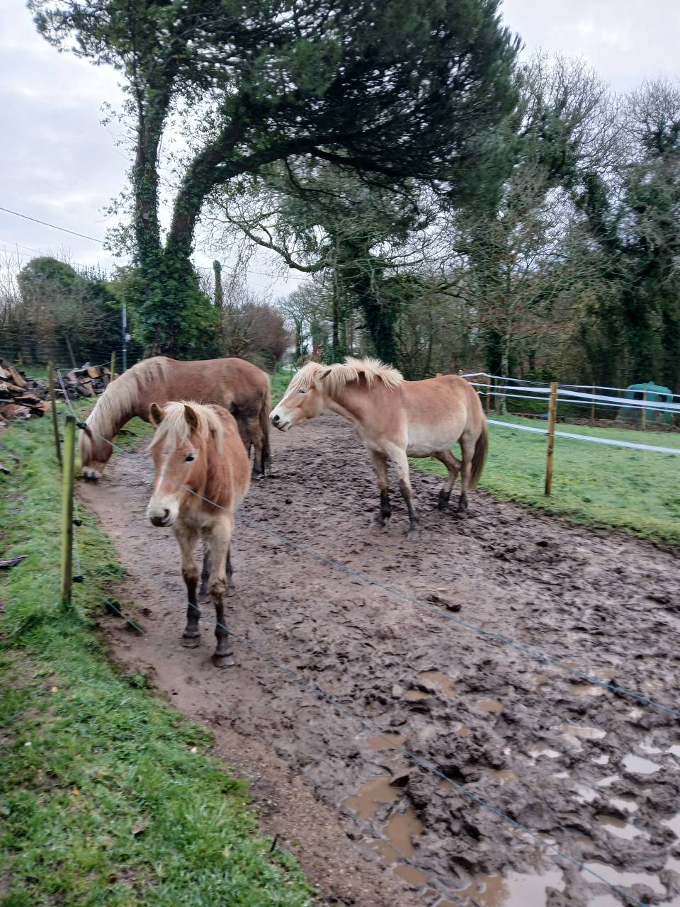 Puledro Haflinger In vendita 2025 Sauro