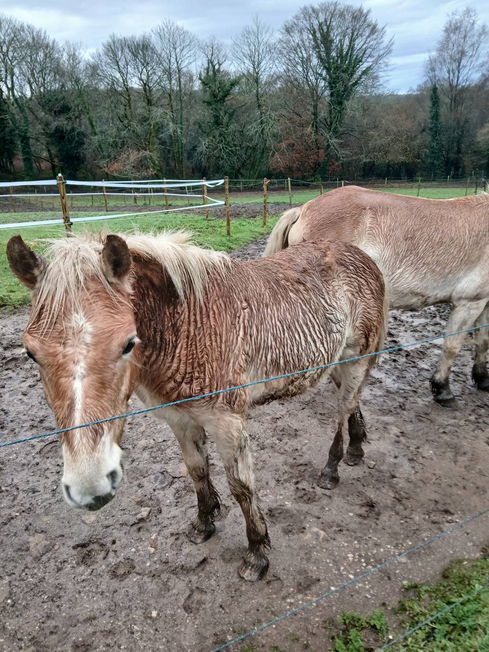 Puledro Haflinger In vendita 2025 Sauro