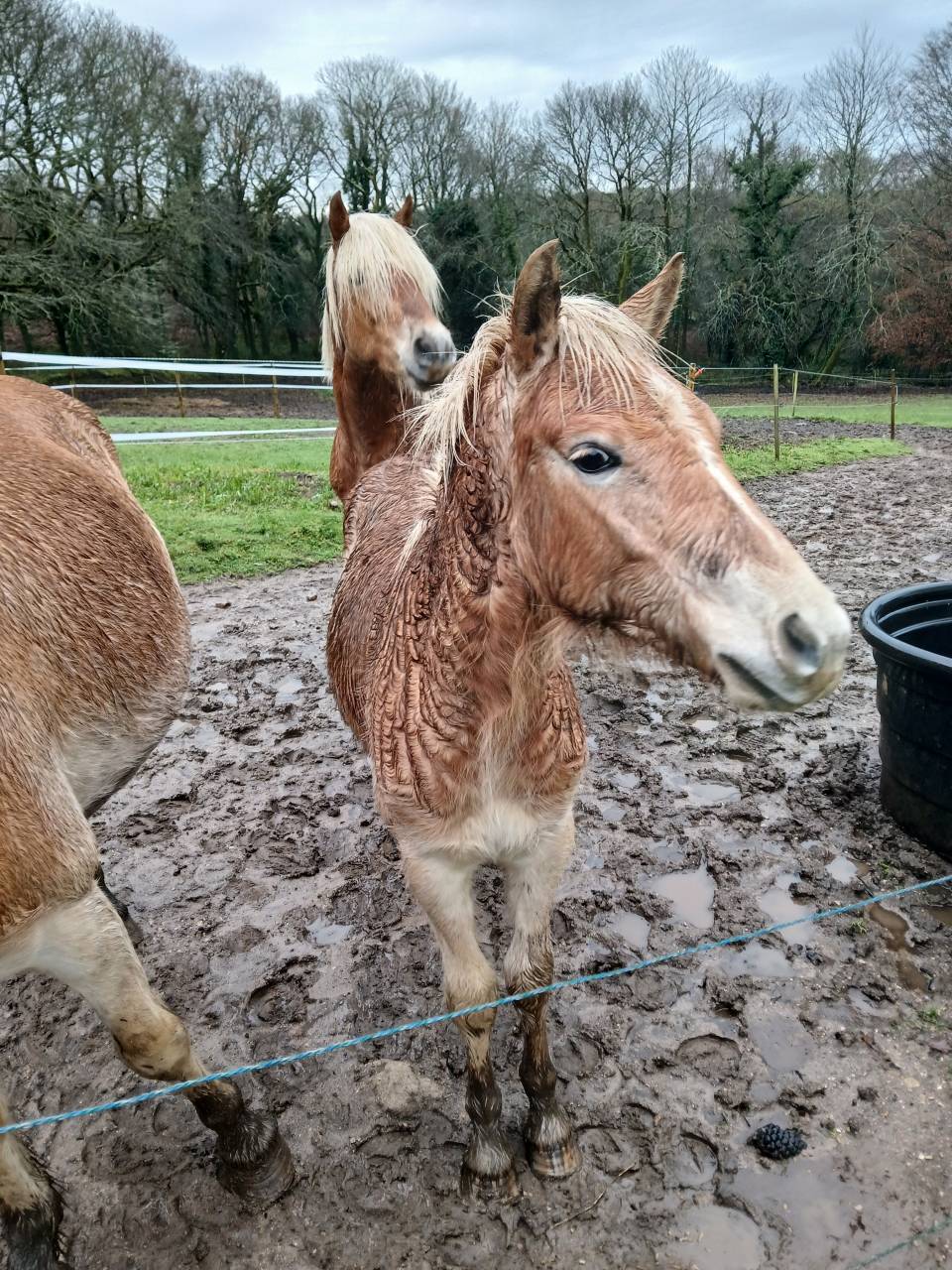 Puledro Haflinger In vendita 2025 Sauro