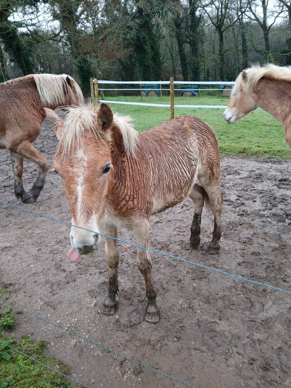 Puledro Haflinger In vendita 2025 Sauro