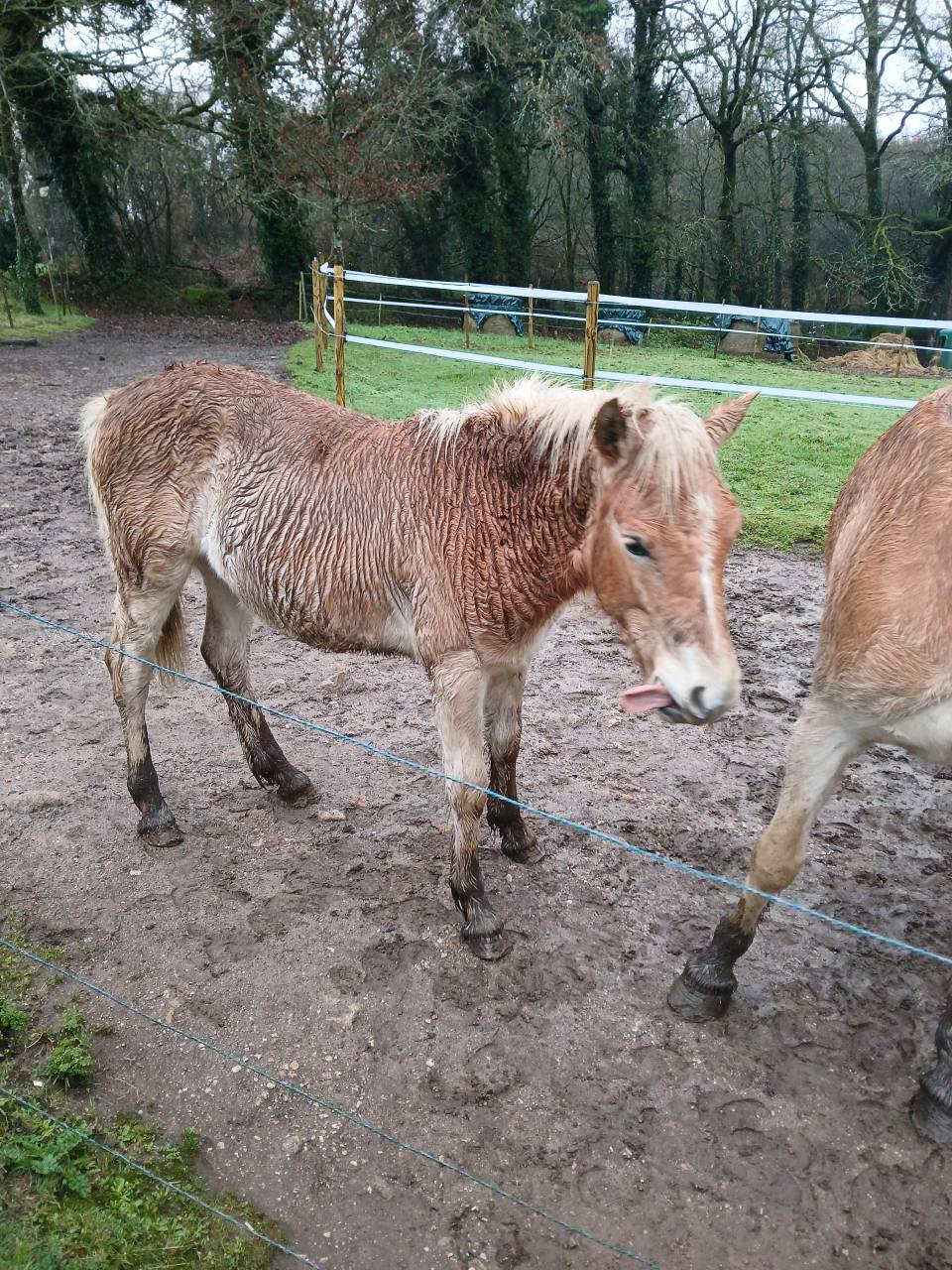 Puledro Haflinger In vendita 2025 Sauro