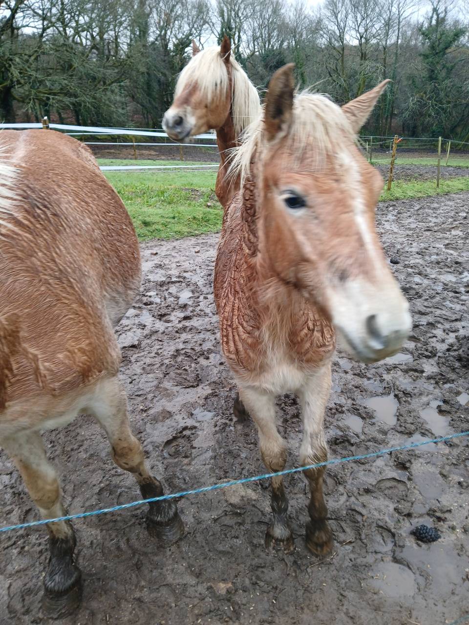 Puledro Haflinger In vendita 2025 Sauro