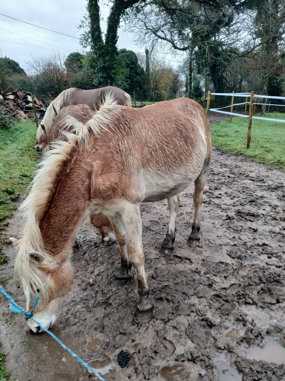 Cavalla Haflinger In vendita 2020 Sauro