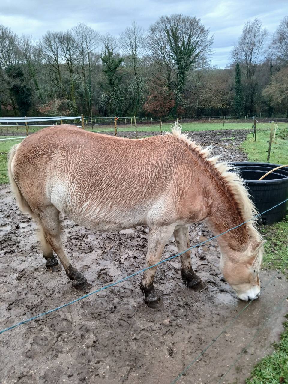 Cavalla Haflinger In vendita 2020 Sauro